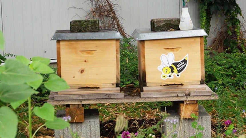 Honigbienen bei Avery Zweckform