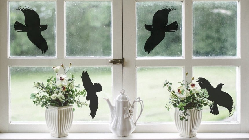 Warnvögel auf einem Fenster zum Schutz der Singvögel
