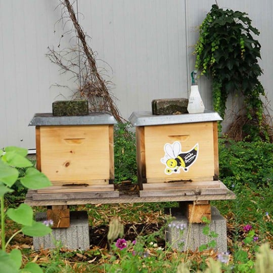Honigbienen bei Avery Zweckform