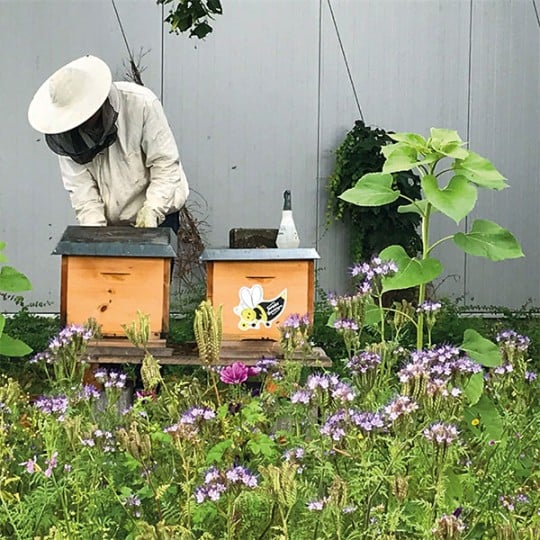 Bienen Imker