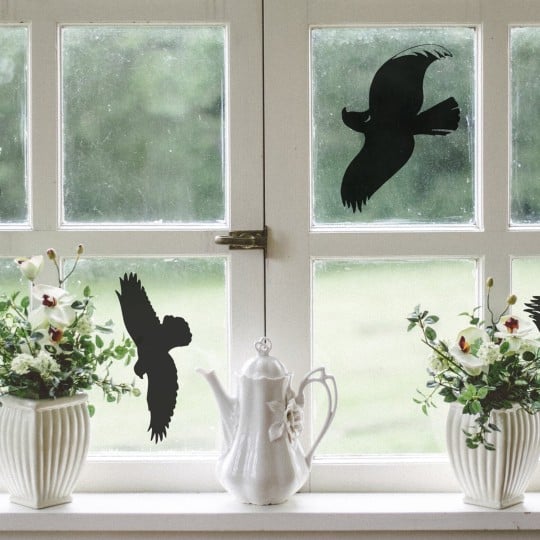 Warnvögel auf einem Fenster zum Schutz der Singvögel