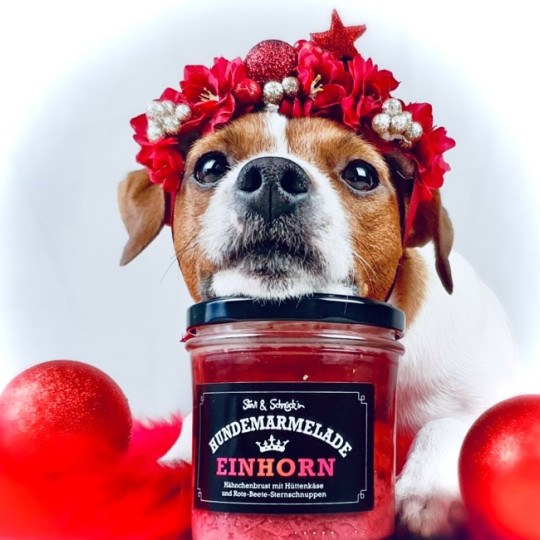 Ein Hund liegt mit seinem Gesicht auf einem Hundemarmeladenglas.