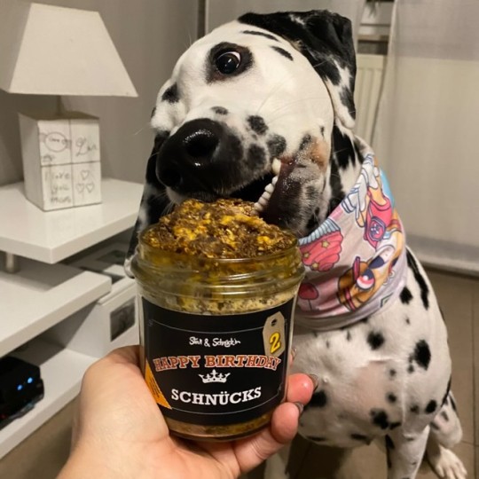 Hund isst Hunde-Marmelade.