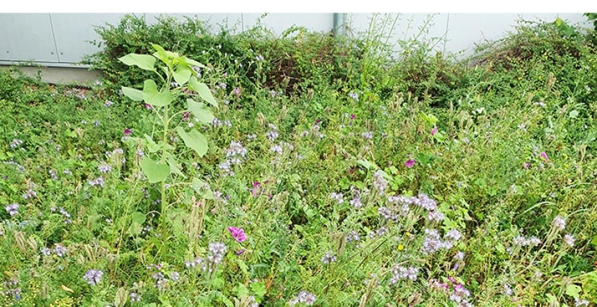Blumenwiese