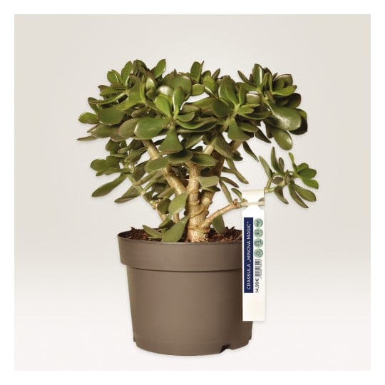 Das Bild zeigt eine gesunde Crassula-Pflanze, allgemein als Jadepflanze bekannt, in einem braunen Topf mit einem Etikett, das ihren Namen und Preis angibt. Die Pflanze hat dicke, fleischige Blätter und ein strukturiertes Aussehen.
