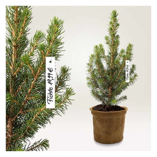 Das Bild zeigt einen kleinen immergrünen Baum in einem Topf, versehen mit einem Preisschild von 19,99 Euro. Der Baum hat dichtes grünes Laub und wird vor einem neutralen Hintergrund präsentiert.