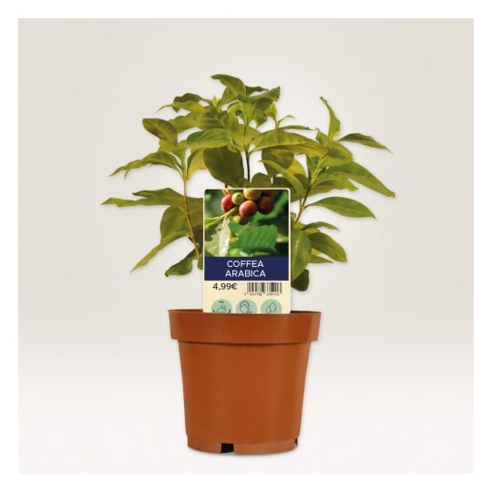 Das Bild zeigt eine Coffea Arabica-Pflanze im Topf mit grünen Blättern und einem Etikett, das ihren Namen und Preis anzeigt. Der Topf ist braun und der Hintergrund ist weiß.