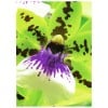 C2552-50 4004182244173 Papier Foto Premium 250g Matt Orchidee part