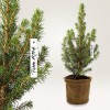 Das Bild zeigt einen kleinen immergrünen Baum in einem Topf, versehen mit einem Preisschild von 19,99 Euro. Der Baum hat dichtes grünes Laub und wird vor einem neutralen Hintergrund präsentiert.